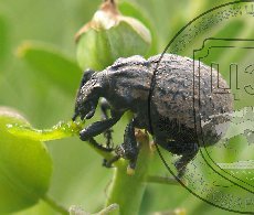 Брахицерус кубанский 001